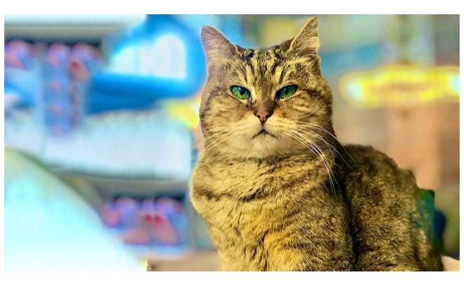 Kedi Gli'nin sağlığı tehlikede!
