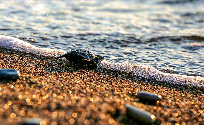Caretta Caretta yavruları denizle buluştu