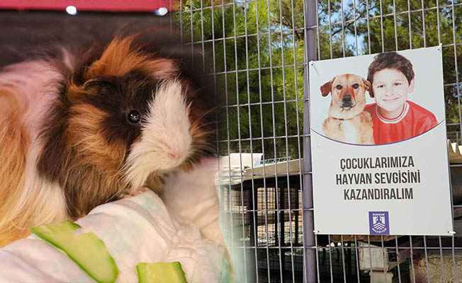 Sevimli Guınea Pig, sahiplendirmeyi bekliyor