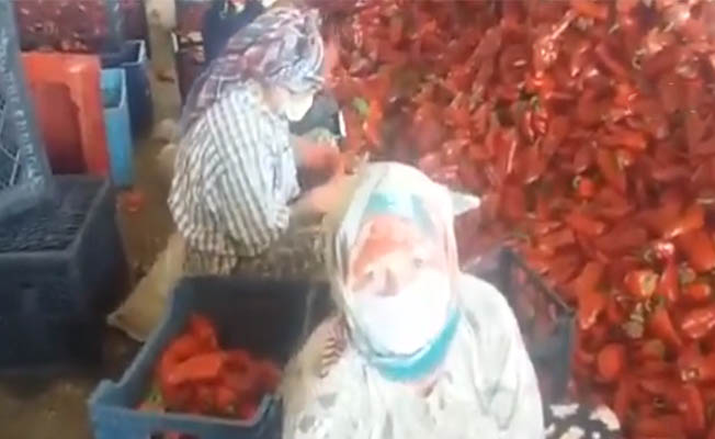 3 Kuruş para kazanacağız diye biber kesiyoruz, bu köylünün hali ne olacak