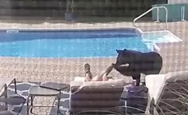 Bahçede uyurken ayı uyandırdı!