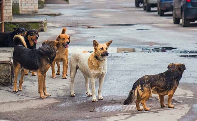 Belediye, sokak köpeklerinin ısırdığı vatandaşa tazminat ödeyecek