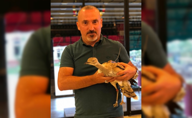 Yakalı Toy kuşu doğasına geri döndü...