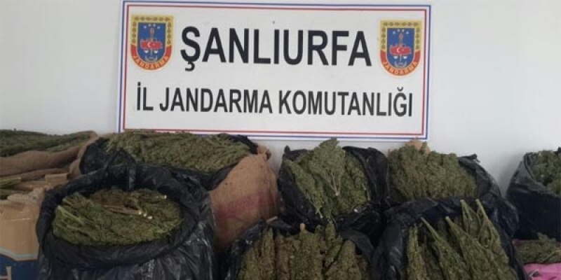 135 kilogram esrar ele geçirildi!