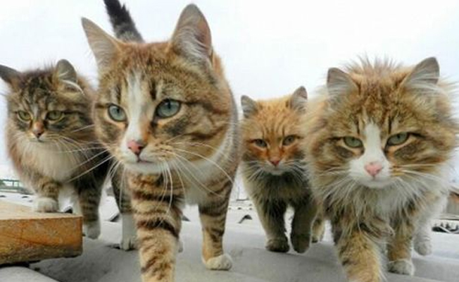 Referandum günü trafolara ‘kedi’ önlemi