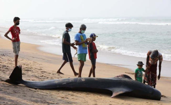 Sri Lanka’da kıyıya vuran 120 balina kurtarıldı