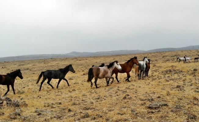 Tunceli'de özgürlüğün sembolü 'Yılkı atları' havadan görüntülendi