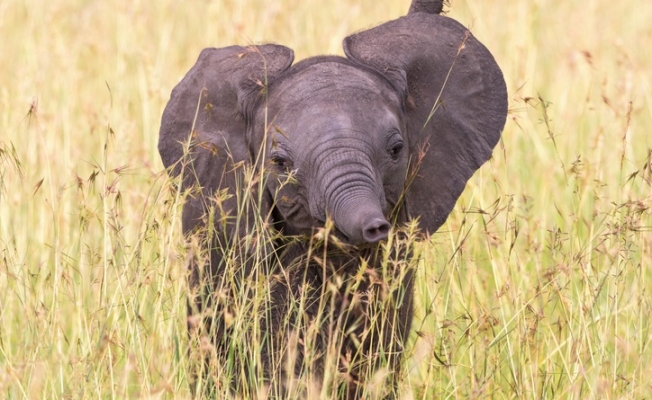 Kenya'da bebek fil sayısında patlama yaşandı