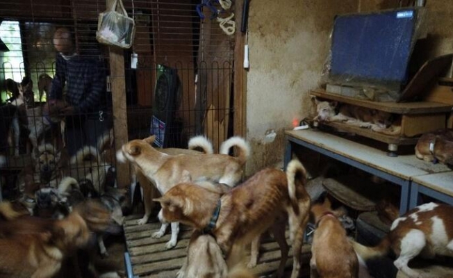 30 metrekarelik evden 164 köpek nasıl çıktı?