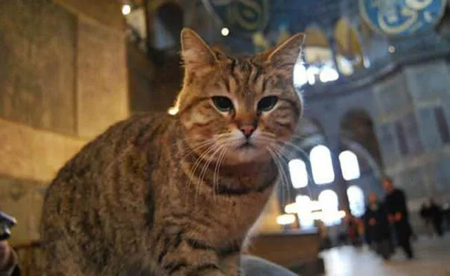 Ayasofya'nın sembol kedisi 'Gli' hayatını kaybetti