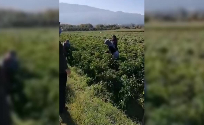Biber tarlasında çalışan atanamayan öğretmen: Umudum yok