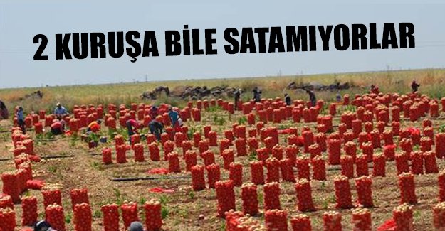 20 kuruşa bile müşteri bulamıyorlar