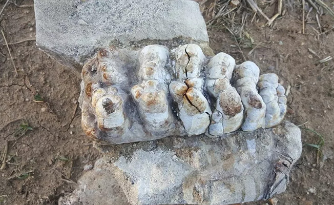 Çanakkale'de 9 milyon yıllık fil fosili bulundu