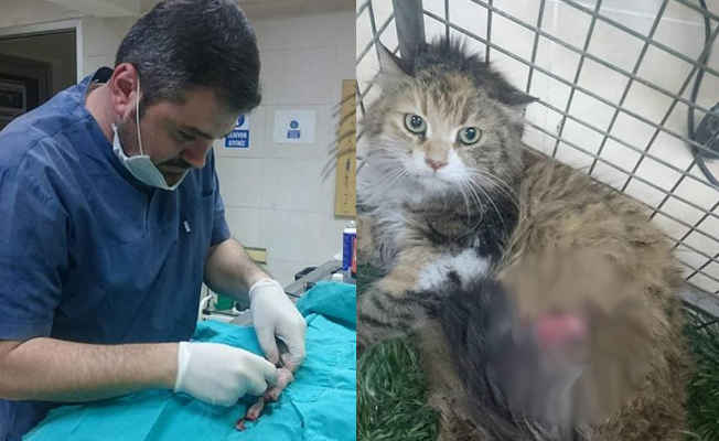 Köpeklerin saldırdığı gebe kediye operasyon