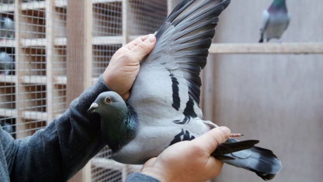 Posta güvercini açık artırmada 1,6 milyon euroya satıldı