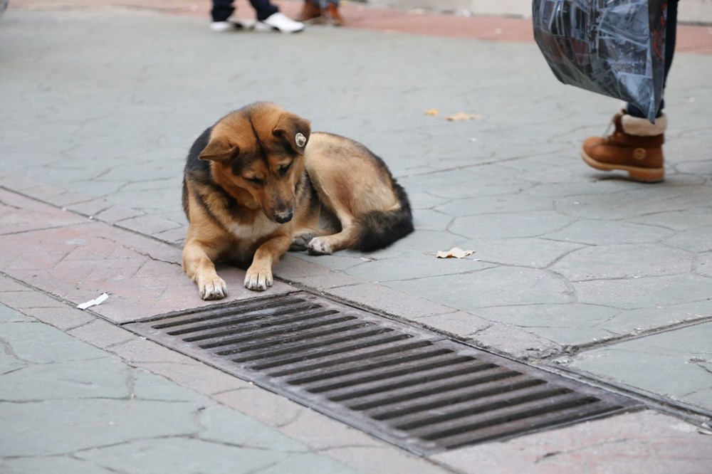 Mazgal köpeğin sırrı belli oldu!