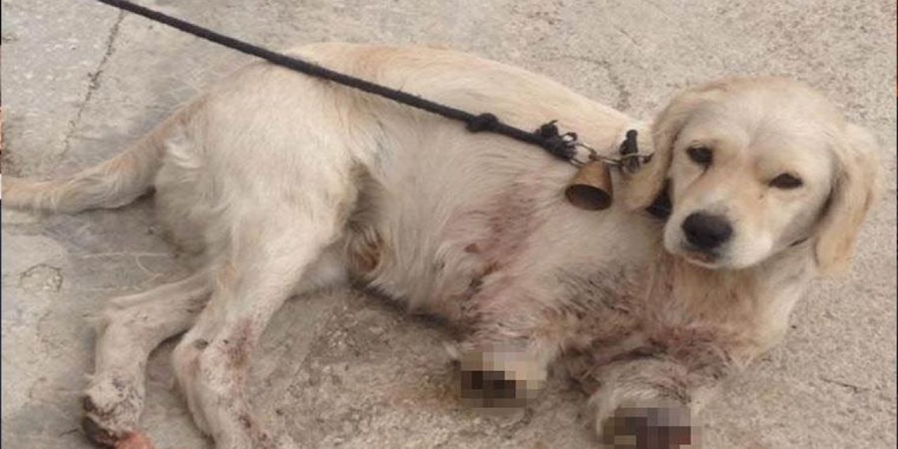 Samsun'da yavru köpek bacakları kesilmiş halde bulundu!