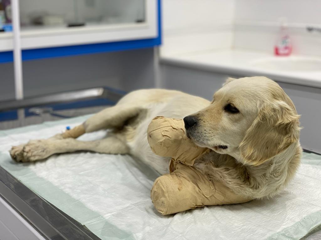 Patileri kesilen yavru köpek Pamuk’tan haber geldi