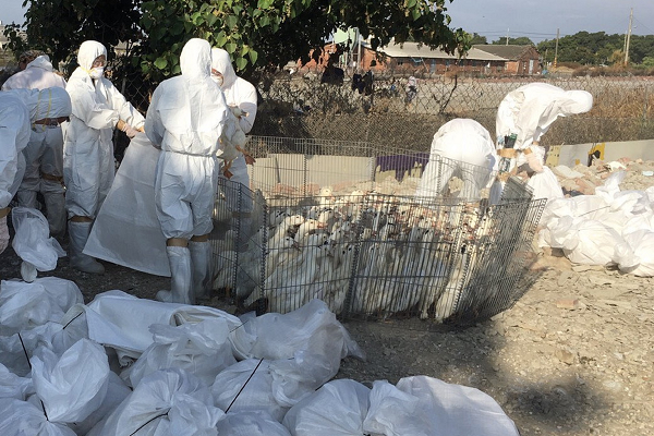 Dünya salgından kurtulamıyor: Koronavirüs bitmeden H5N8 çıktı