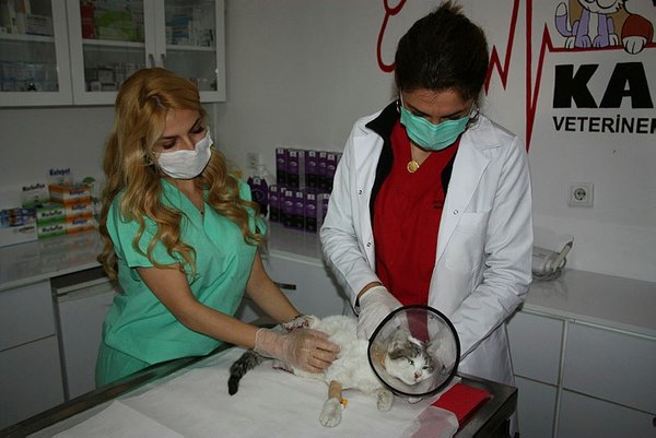 Böyle vahşet görülmedi! Büyü için bakın neler yaptılar