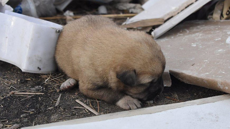 Vahşet! Yavru köpeklerin olduğu kulübeyi yaktılar!