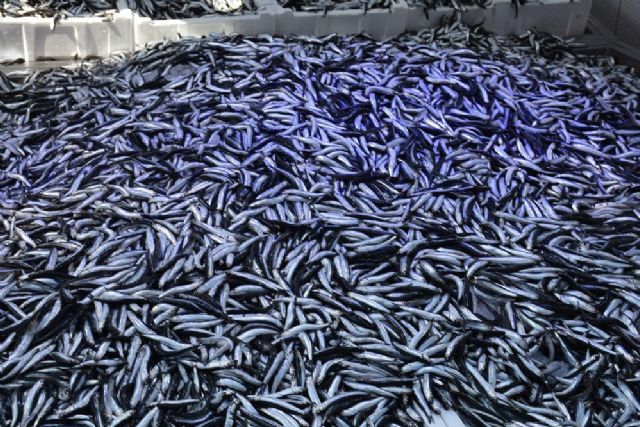 Karadeniz'de hamsi azalıyor mu? Hamsi Gürcistan'a mı kaçıyor? Balıkçılar endişeli!