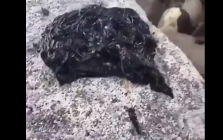 Venom nedir? Dünya'ya nereden geldi?