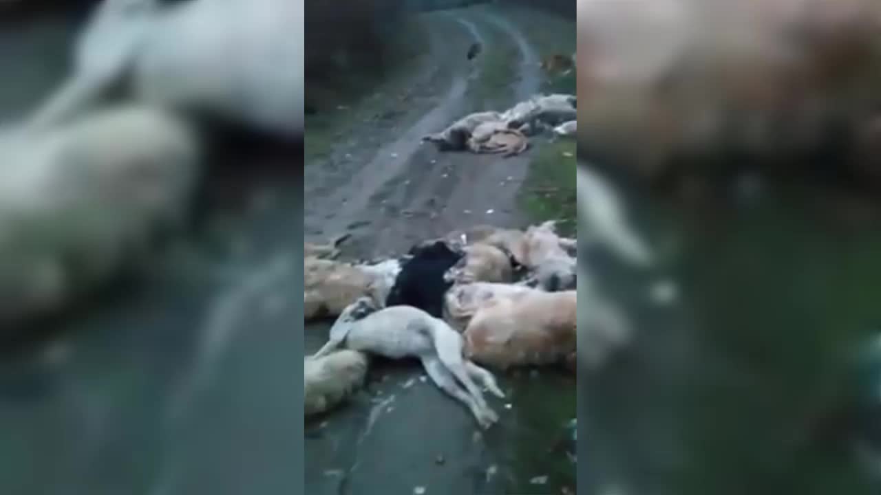Bu nasıl vahşet: Bursa'da ormanlık alanda 20'den fazla ölü köpek bulundu