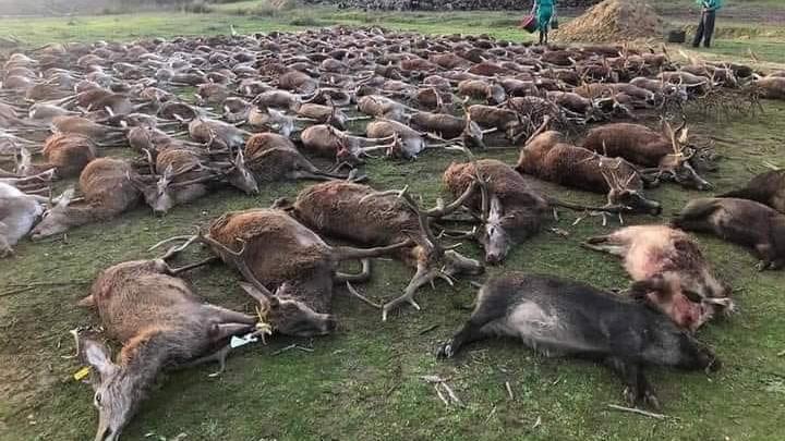 Avcıların paylaştığı kare hayvanseverleri ayağa kaldırdı