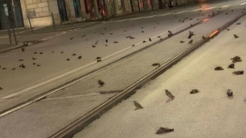 Havai fişekler yüzlerce kuşu canından etti