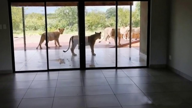 Davetsiz misafirler lüks villayı bastı!