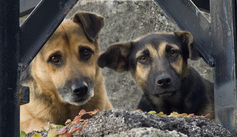 Köpek ölümleri görev kusuruymuş!
