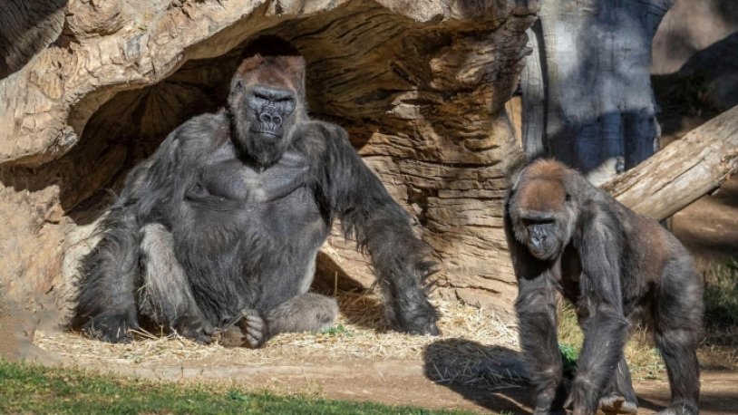 Gorile koronavirüs bulaştı, Trump’a uygulanan tedaviyle iyileşti