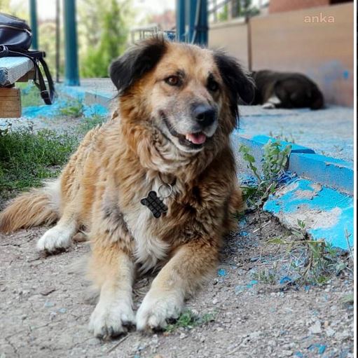 Üniversiteliler rica etti: Bu köpeği otobüse almayın!
