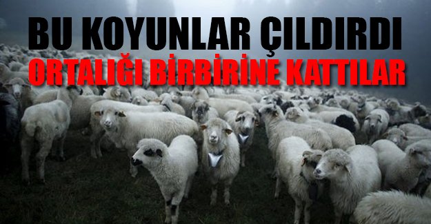 Esrar yiyen koyunlar çıldırdı!