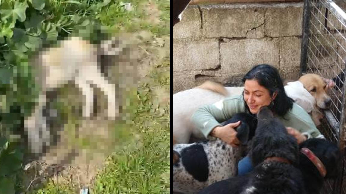 Zehirlenerek öldürülen sokak hayvanları için isyan etti