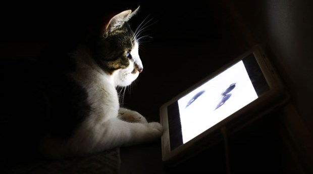 CIA'in casus kedi projesi deşifre oldu! Ortaya çıkan belgeler şok etti
