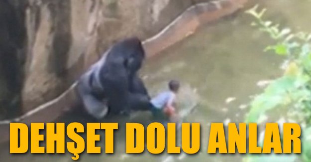 4 yaşındaki çocuk gorilin kafesine düştü