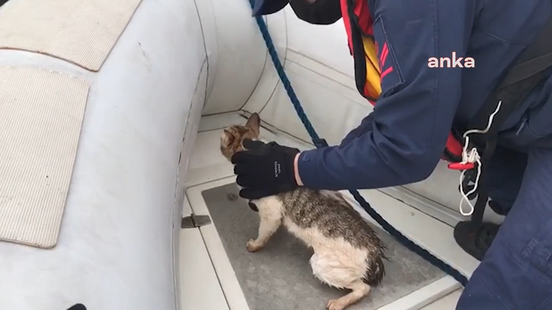 İskele altına sıkışan kedi kurtarıldı. İstanbul Valisi Yerlikaya: “Canları bizim için çok değerli”