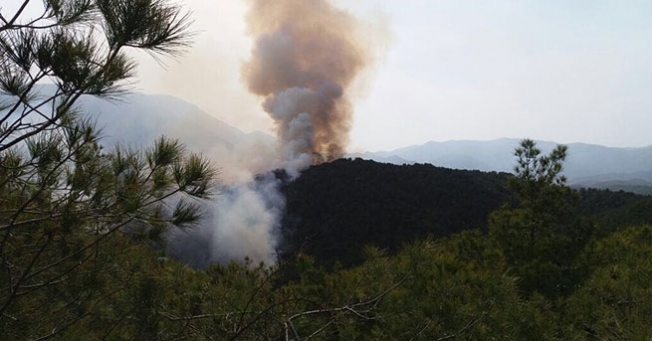 Hatay'da 5 hektar orman kül oldu