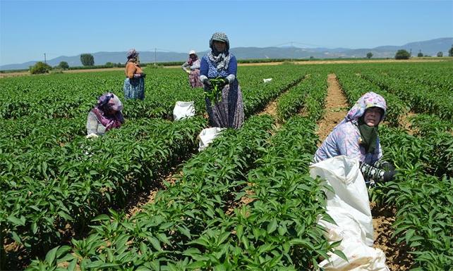 İktidarın çiftçiye hak gördüğü destek miktarı pes dedirtti