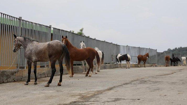 İBB’den 'kayıp at' iddialarına  flaş açıklama!