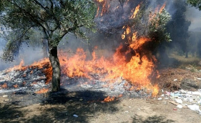 Muğla’da 5 dönümlük zeytinlik kül oldu…
