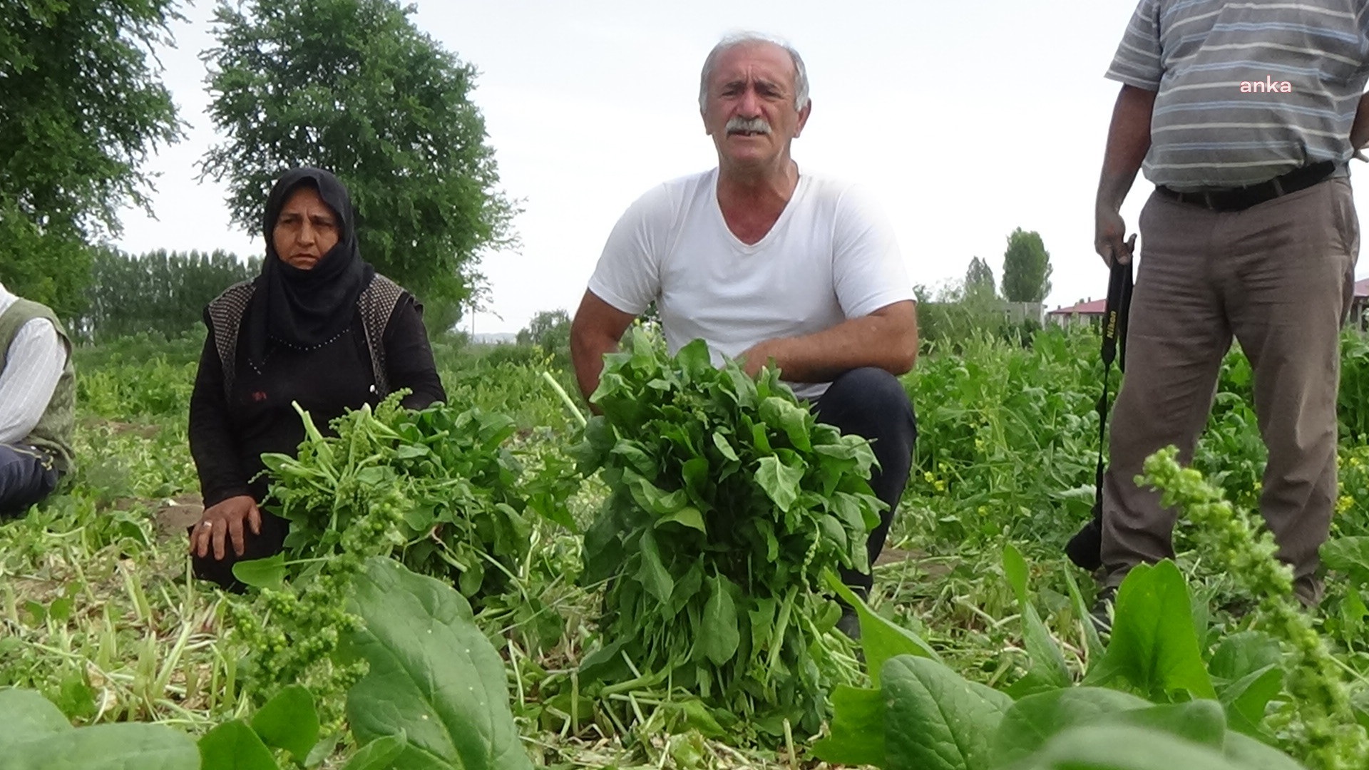 Iğdır’da ıspanak ve yeşil soğan elde kaldı… Üretici isyanda: “İzin verin satalım”