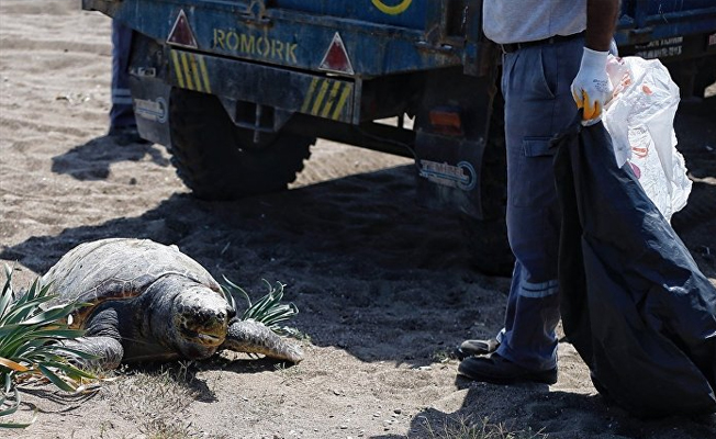 Antalya'da vahşet: Caretta carettanın gözlerini oydular, karnını kestiler