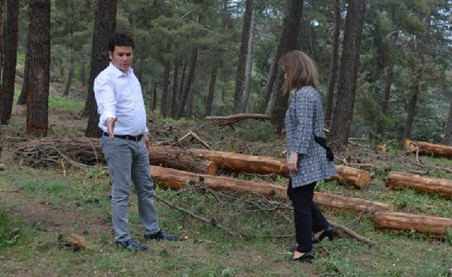 CHP’li vekilden ağaç kesimi tepkisi
