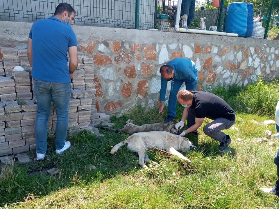 Muhtar, köpek katillerine lanet okudu…