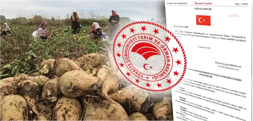 Tarım Bakanlığı: Nişasta bazlı şeker kotası yüzde 5'e çıkarılmadı