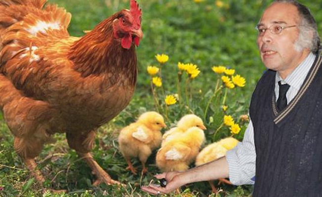 'Piliç diyerek civcivleri yediriyorlar'