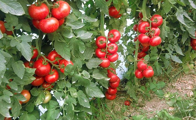 Domates tarlada 70 kuruş, markette 10 lira